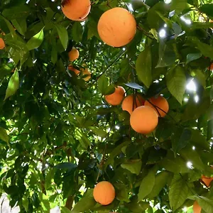 Il Giardino Delle Zagare - Miniappartamento Tra Etna E Mare Italia